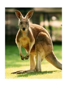 kanguru-b4289